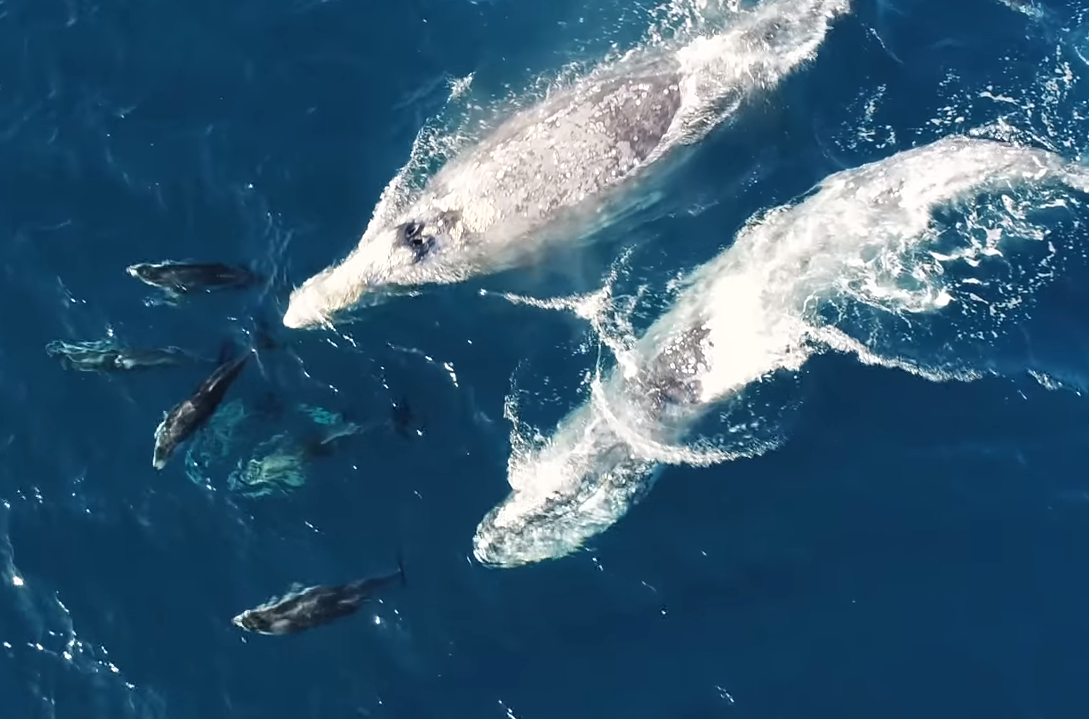Watch amazing footage of whales and dolphins playing together 
