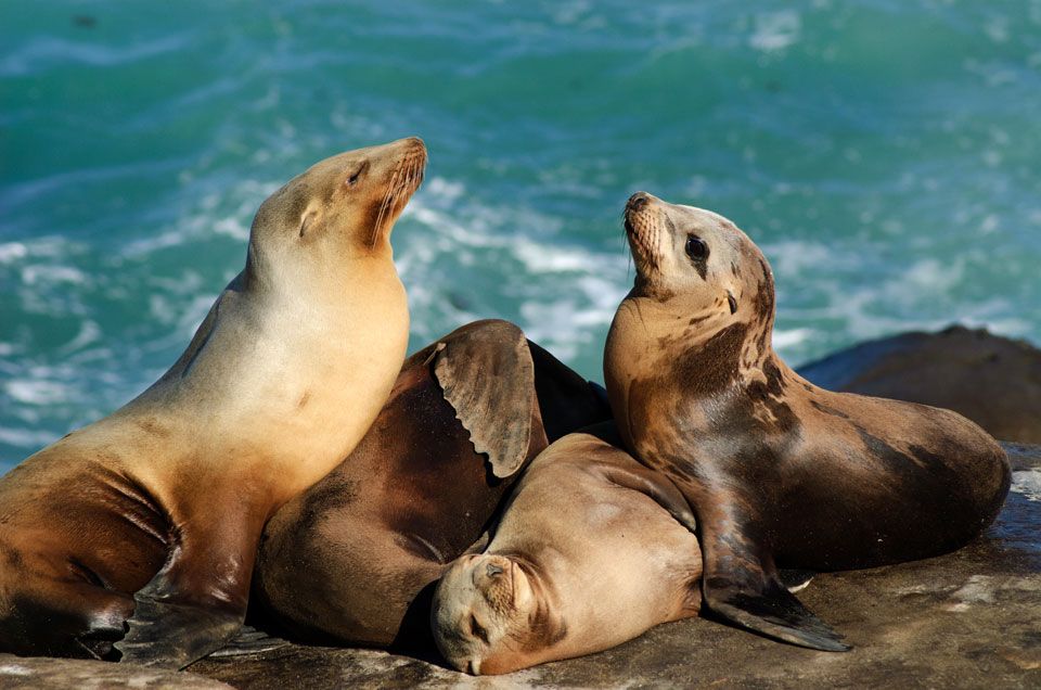 California Sea Lion Populations Have Rebounded