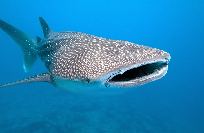 The Gentle Giants - Whale Sharks