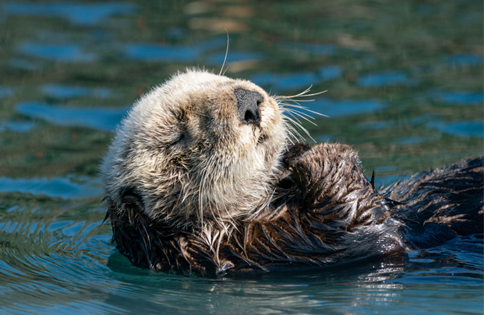 Sea Otters - Did you know?