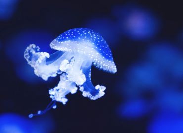 Get all the facts for World Jellyfish Day