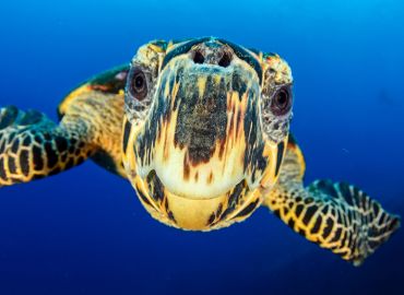 Sea Turtles - Did you know?