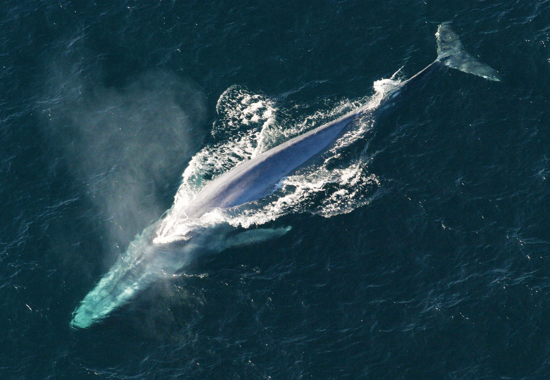 Record number of blue whales in Great Australian Bight spotted
