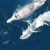 Watch amazing footage of whales and dolphins playing together 
