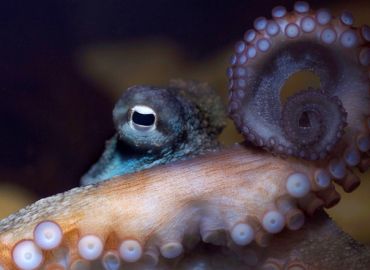 Celebrating World Octopus Day