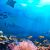 Amazing Creatures That Live In Our Oceans