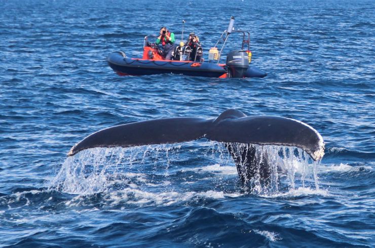 IWDG Welcomes another new whale to Ireland