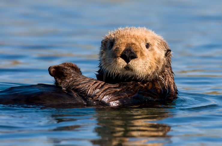 Sea Otters Did You Know Seathebeauty